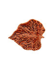 Small Birch leaf, Orange, medium