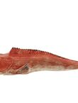 Large Tub Gurnard, , medium