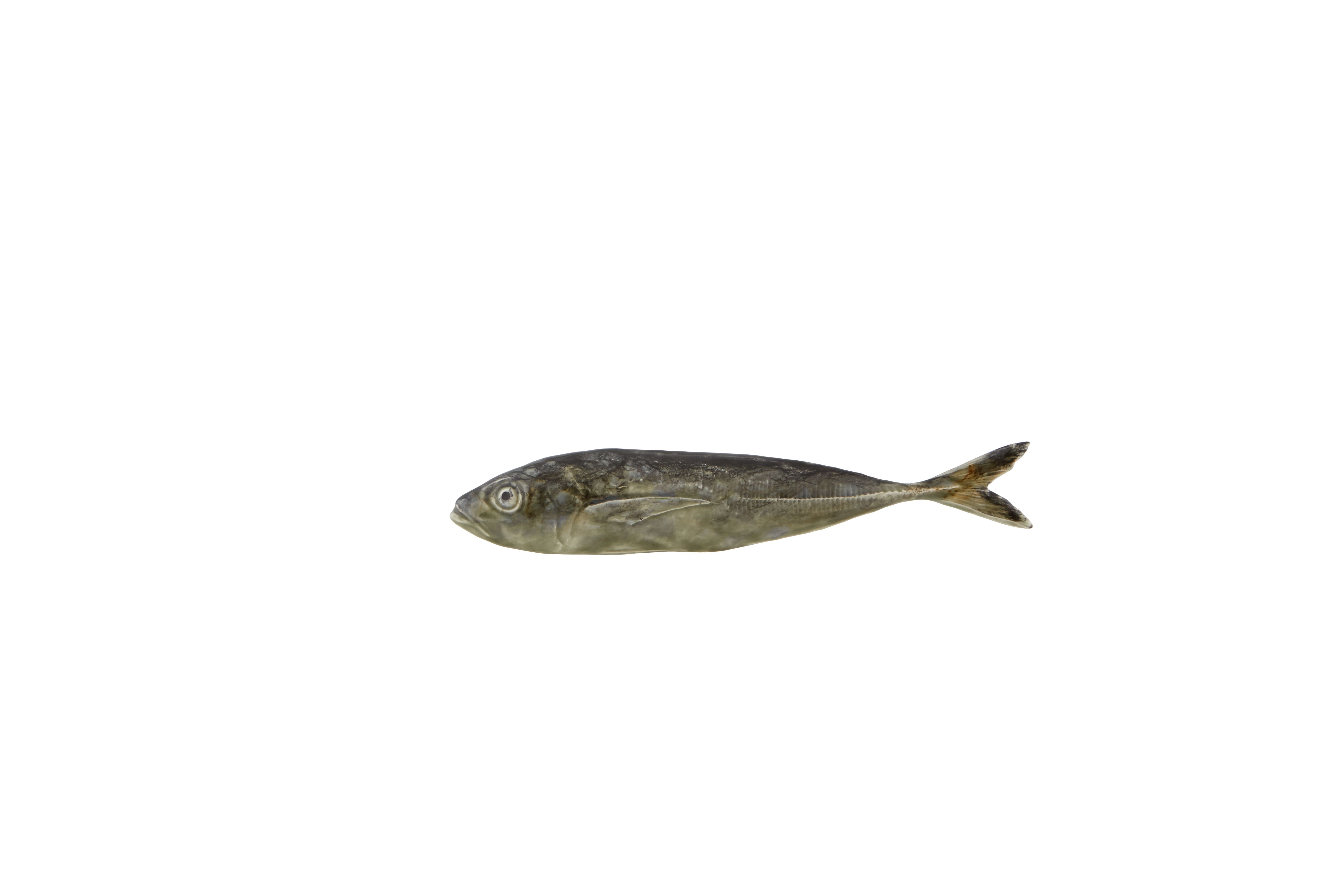 Horse Mackerel, , large image number null